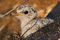 Seven-day-old chicks