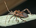 Leptoglossus occidentalis