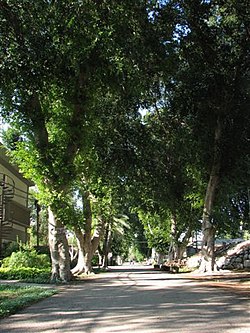 The main boulevard in the kibbutz, 2009