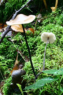 Juodkotis mažūnis (Marasmius alliaceus)