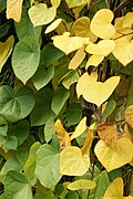 Menispermum dauricum foliage