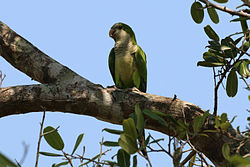 Monk parakeet