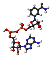 Ball-and-stick model of the oxidized form