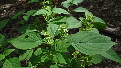 Peruansk basilika (Ocimum campechianum)