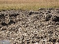 Oyster bed on Cockspur Island