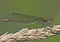 Zygoptera libel