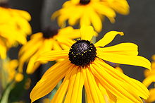 Rudbeckia hirta