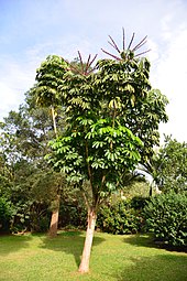 Tree in Kampala, Uganda