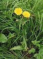 Sonchus arvensis (Grespino dei campi)