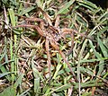 Wolf spider hunting in the grass