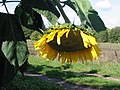 Speciaal gekweekte hangende zonnebloem