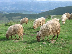 Domba Asturian merumput di Picos de Europa