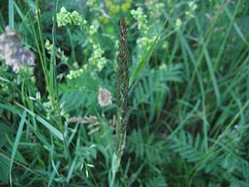 Calamagrostis epigejos