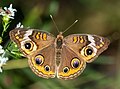 Junonia coenia