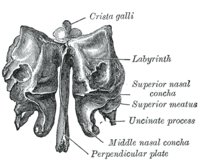 Čichová kost, frontální pohled Gray's Anatomy, 1918