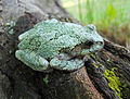 Gray tree frog, Hyla versicolor