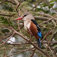 Grey-headed Kingfisher