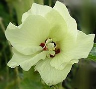 Hibiscus esculentus