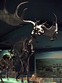 Зурмөгезле болан (Megaloceros giganteus) — борынгы боланнар төре