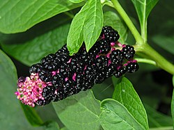 Phytolacca polyandra