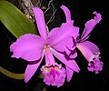 Cattleya labiata