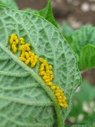 Eggs laid on the underside of a leaf