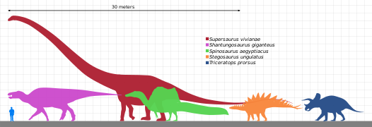 Spinosaurus'un farklı dinozor gruplarının en büyük örnekleriyle boyut karşılaştırması; soldan sağa: Bilinen en büyük ornitopoda ( ; Shantungosaurus), bilinen en büyük sauropod ( ; Supersaurus), Spinosaurus  , bilinen en büyük stegosauriyen ( ; Stegosaurus) ve bilinen en büyük seratopsiyen ( ; Triceratops).