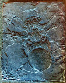 Cast of ''Megarachne'''s holotype specimen.