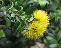 Fiore a petali gialli variante di quello a petali rossi, detto Lehua in hawaiiano.