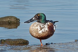 Canard souchet mâle à Brooklyn. Mars 2021.