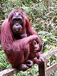 Orang utan