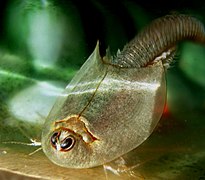 Branchiopode (Triops longicaudatus).