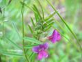 Sėjamasis vikis (Vicia sativa)