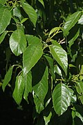 Alnus formosana