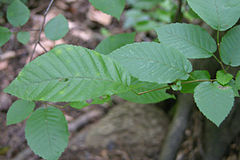 Description de l'image American Hornbeam Leaves 600.jpg.