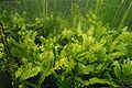 A field of C. taxifolia amongst seagrass