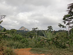 Jungle around Ciudad de la Paz