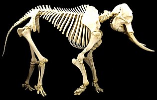 Vertebrate animals have internal endoskeletons which achieve rigidity by binding calcium phosphate into hydroxylapatite.