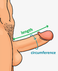 Thumbnail for Human penis size