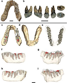 Graecopithecus freybergi