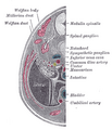 Transverse section of human embryo, eight and a half to nine weeks old.