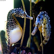 Hippocampus abdominalis pair