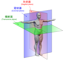 他の平面との関係。矢状面、冠状面、横断面。