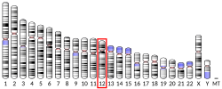 Thumbnail for Parathyroid hormone-related protein