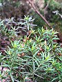 Lechea tenuifolia