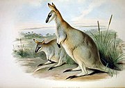 Brown wallabies