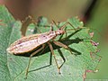 Nabidae: Nabis limbatus, Lettonie