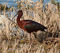 Ibis falcinelle (Plegadis falcinellus)