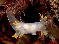 Polycera faeroensis