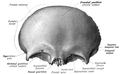 Acidentes ósseos (em inglês). Vista anterior (externa).